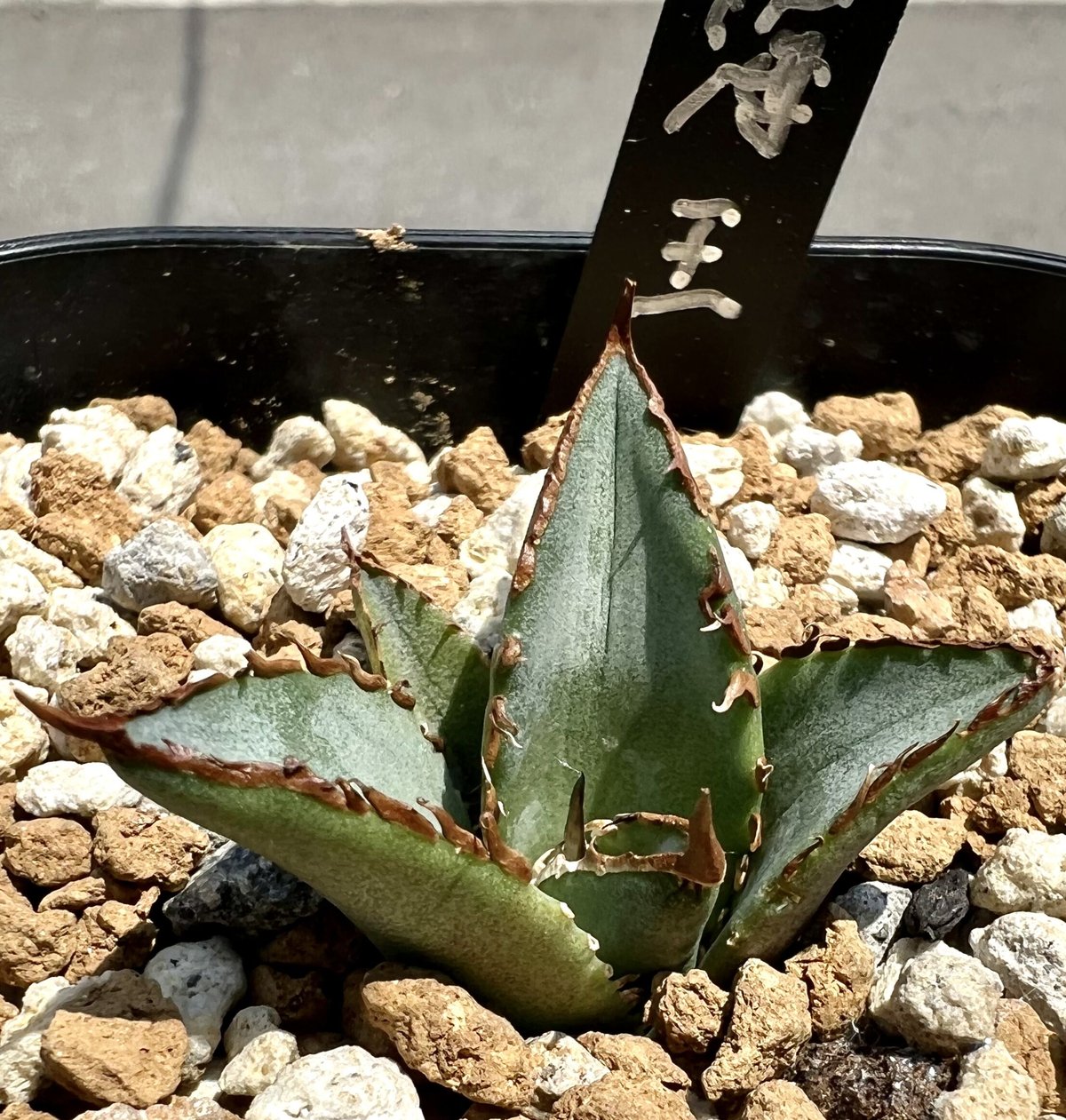 アガベ agave titanota チタノタ『海王』 発根済み極上狂棘美株