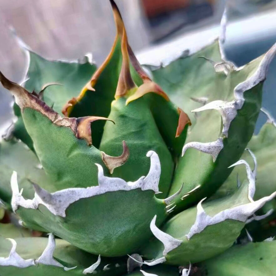 アガベ 三叉戟(トライデント)