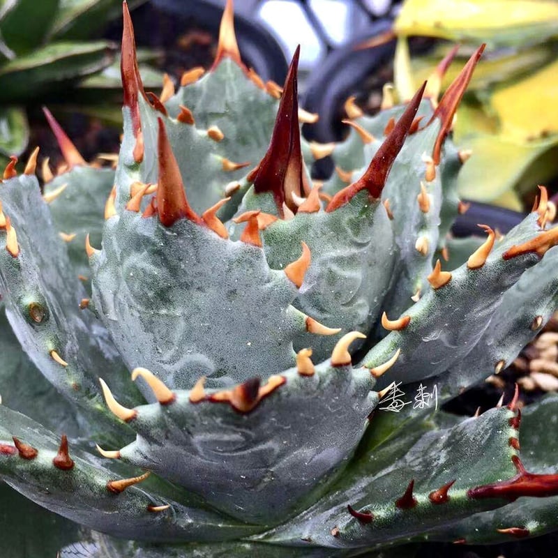 アガベ ラプター親株 ハイブリッド アガベ ラプター親株 ハイブリッド