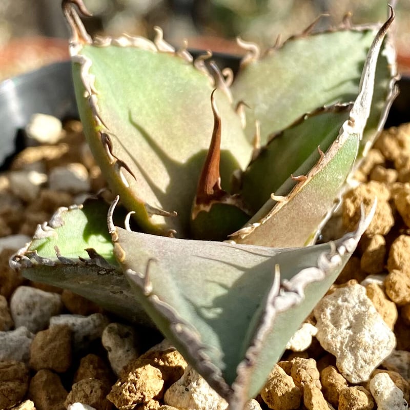 アガベ agave チタノタ titanota 鯊魚劍 シャークソード | Lucky アガベ agave チタノタ titanota 鯊魚劍 シャークソード | Lucky