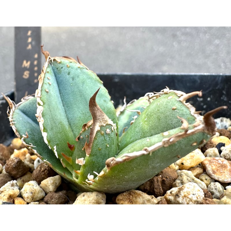 アガベ 『Mesmerizing Spines-WV』 | Lucky Summer Agave