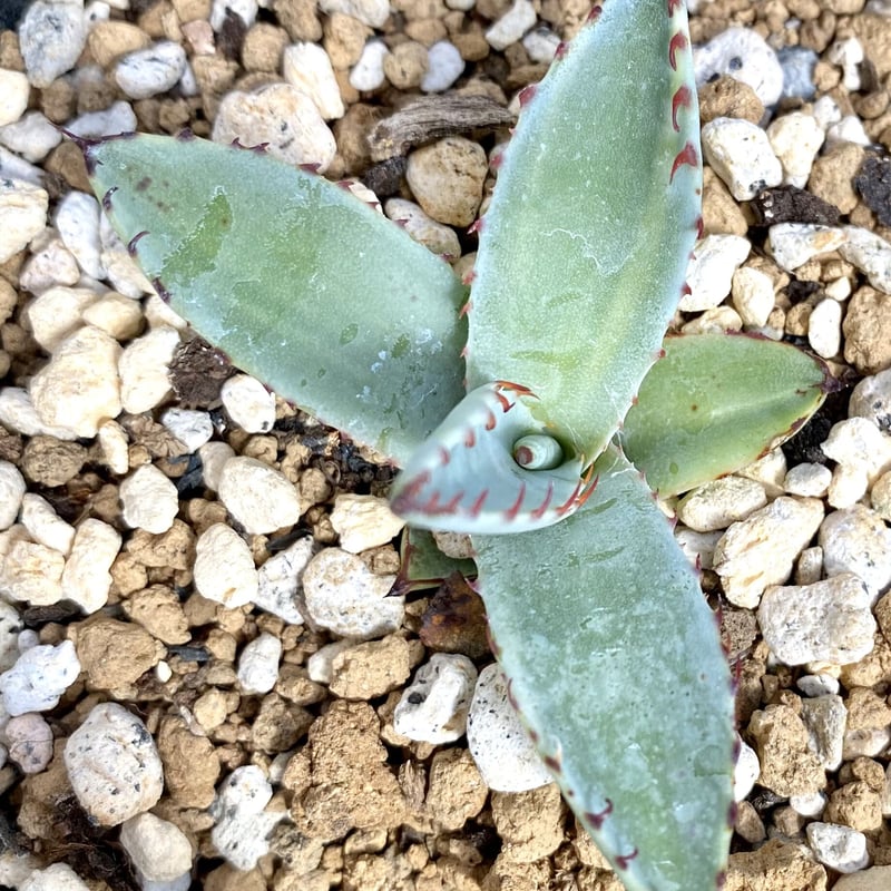 アガベ agave 屈原の舞扇縞斑 子株 | Lucky Summer Agave アガベ agave 屈原の舞扇縞斑 子株 | Lucky Summer Agave