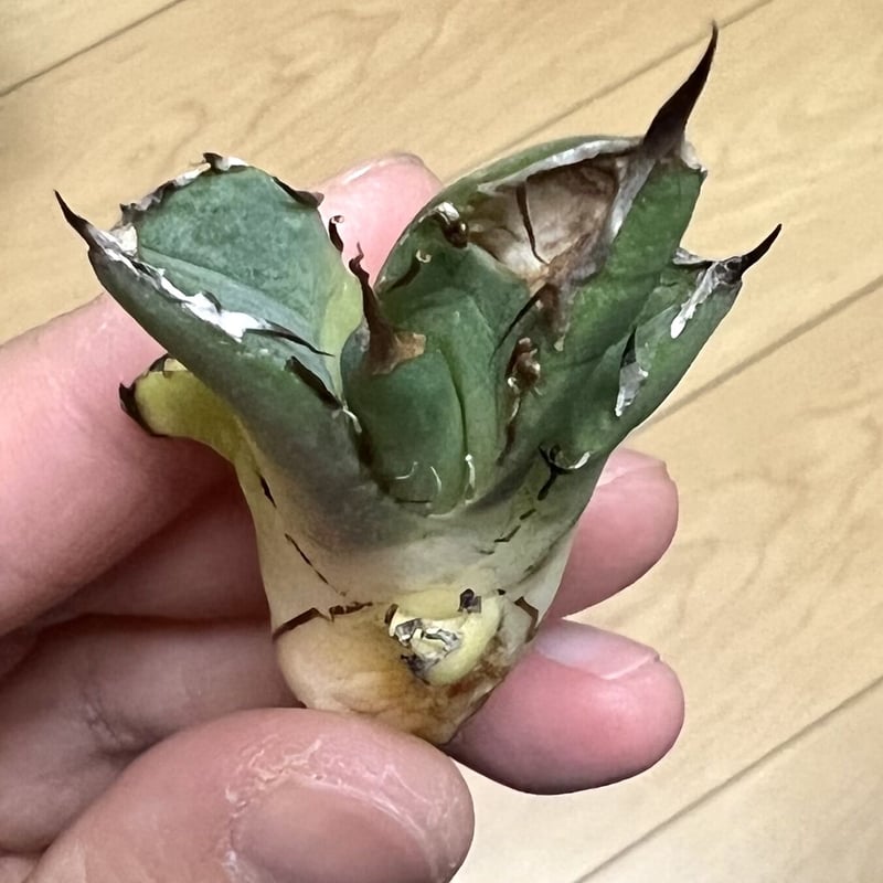アガベ agave titanota チタノタ『鬼爪 雪峰 皮卡丘』 | Lucky アガベ agave titanota チタノタ『鬼爪 雪峰 皮卡丘』 | Lucky