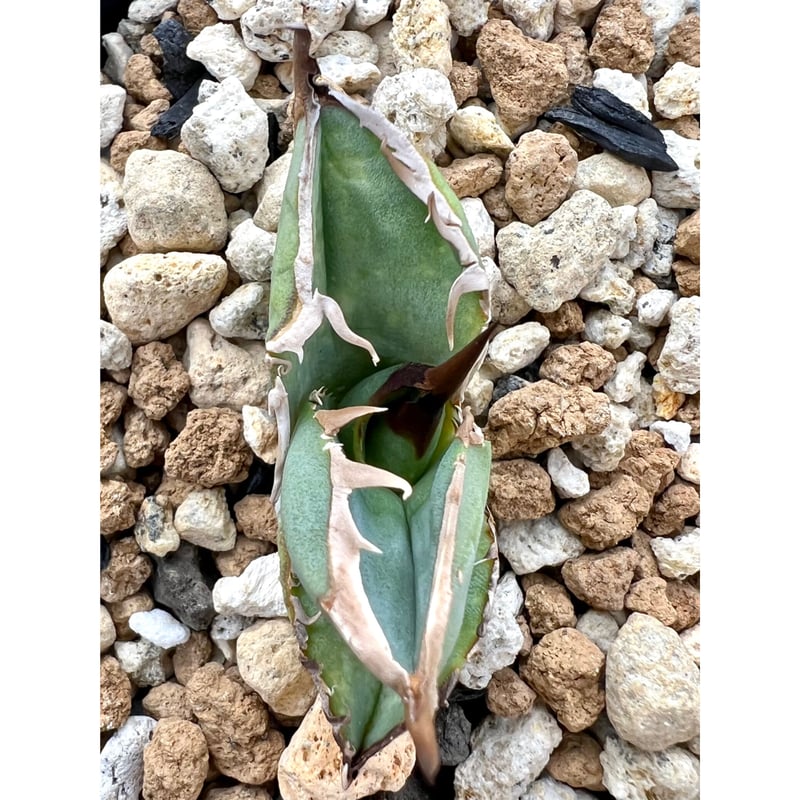 アガベ チタノタ 農大 鉢ごと