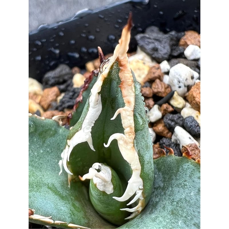 専用ページ アガベ agave titanota チタノタ『狼人』超極上