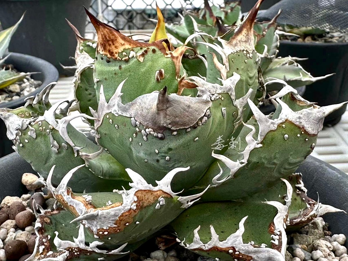 アガベ Mesmerizing Spines-NB ブツブツ 毒刺（親株） アガベ Mesmerizing Spines-NB ブツブツ 毒刺（子株） アガベ