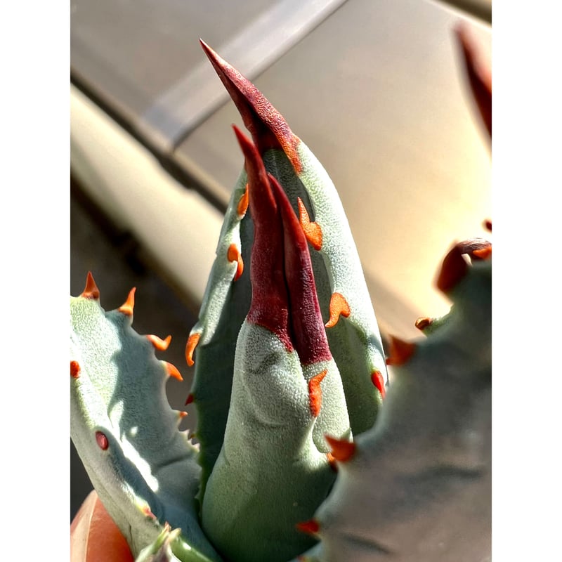 アガベ linkplants-fo076-001-06.jpg?v=