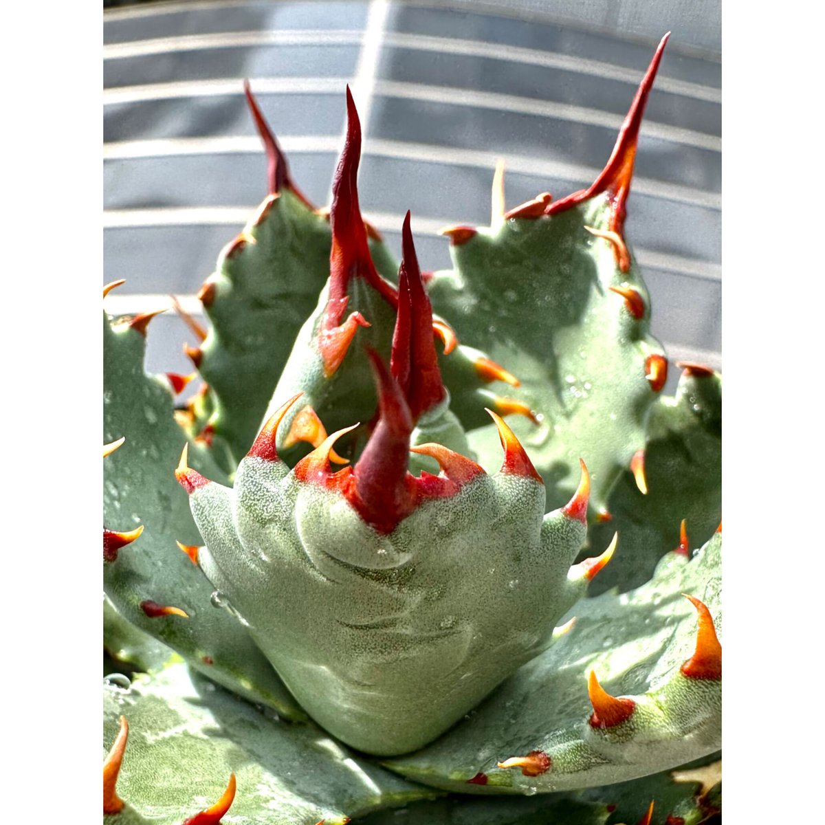 アガベ ハイブリッド 妖蟹B型 甲妖B型 超レア種育成極上美株 うねり