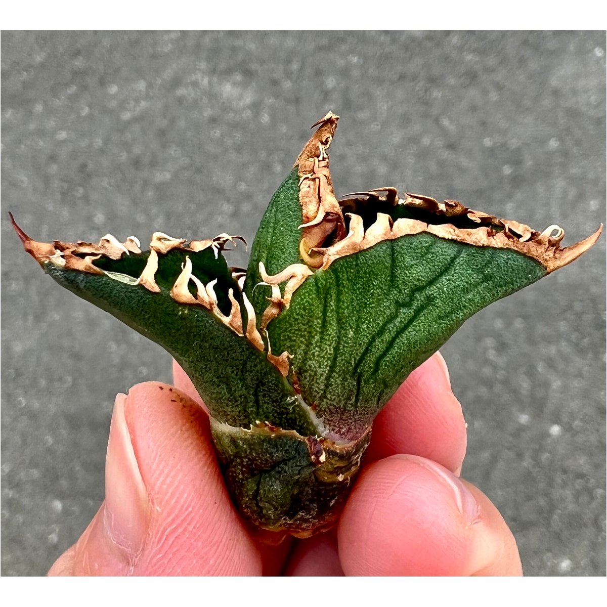 多肉植物 アガベ チタノタ 緋紅牡丹 赤鬼 子株 台湾産 極上株 特選優良