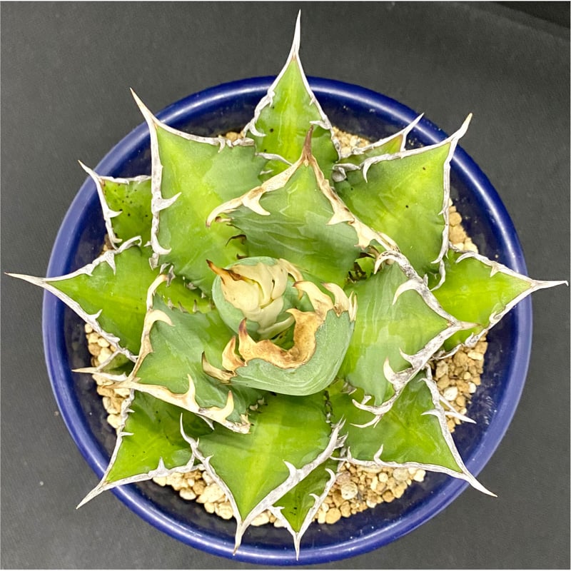 アガベ チタノタ agave ゴリ猫 レッドキャットウィーズル 赤猫 紅猫