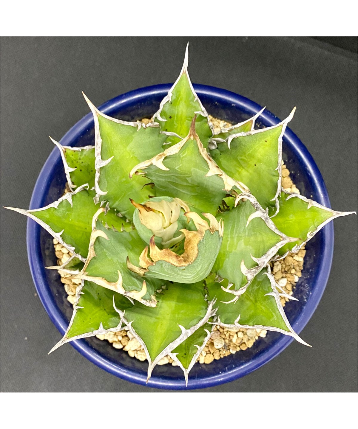 アガベ チタノタ agave ゴリ猫 レッドキャットウィーズル 赤猫 紅猫 