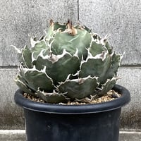 アガベ agave 『屈原の舞扇縞斑』 発根済み | Lucky Summer Agave アガベ agave 『屈原の舞扇縞斑』 発根済み | Lucky Summer Agave