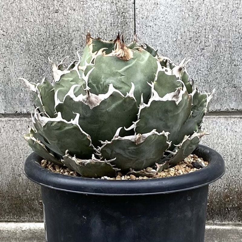 agave アガベ titanota チタノタ 白鯨 選抜株 fo076