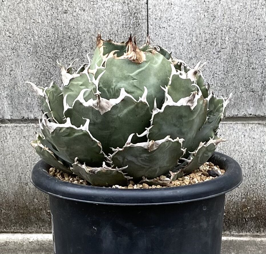 Agave アガベ  選抜白鯨　中株①