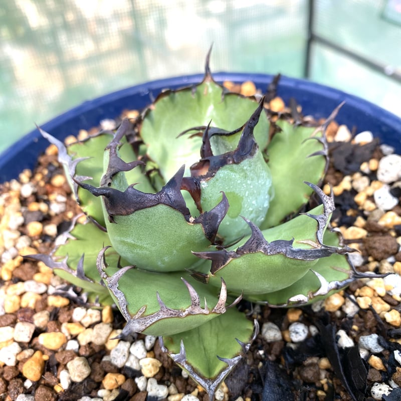 見事な創造力 agave アガベ チタノタ Su Lucky | 極上黒棘子株 黒鯨 titanota アガベ