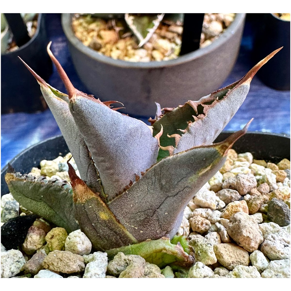 アガベ agave titanota チタノタ『巧克力之吻 チョコレートの アガベ agave titanota チタノタ『巧克力之吻 チョコレートの