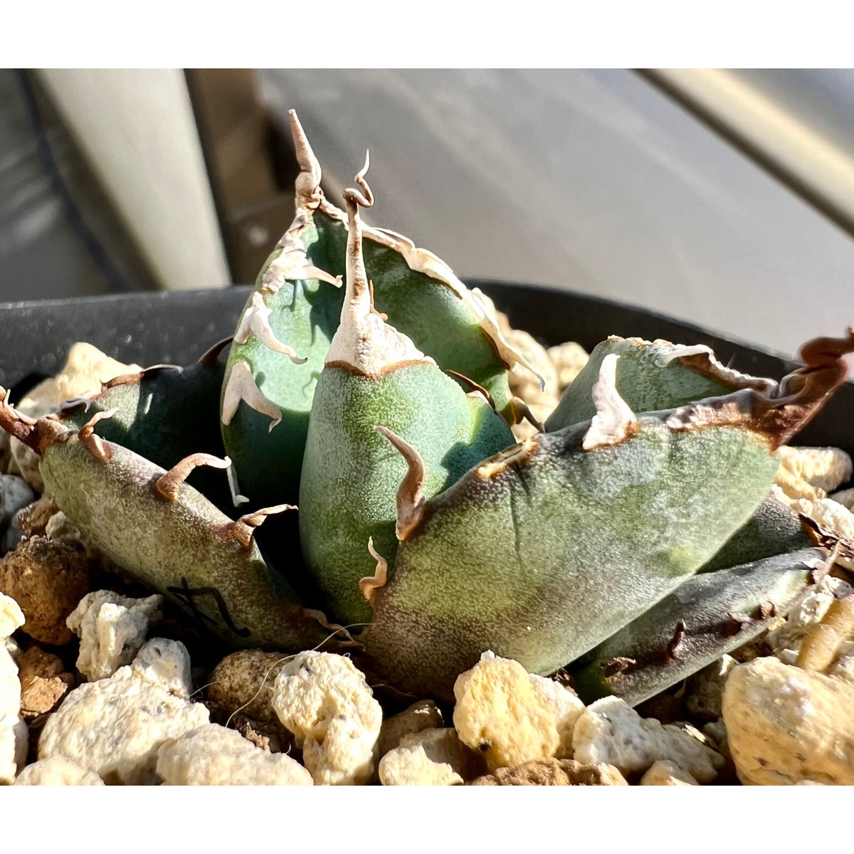 S474 多肉植物 アガベ agave チタノタ 白豪棘 優良血統 特選