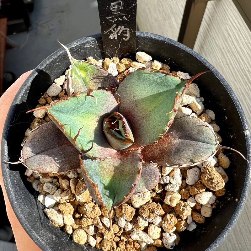 おすすめネット アガベ agave titanota チタノタ『ブラックパンサー 黒豹 アガベ