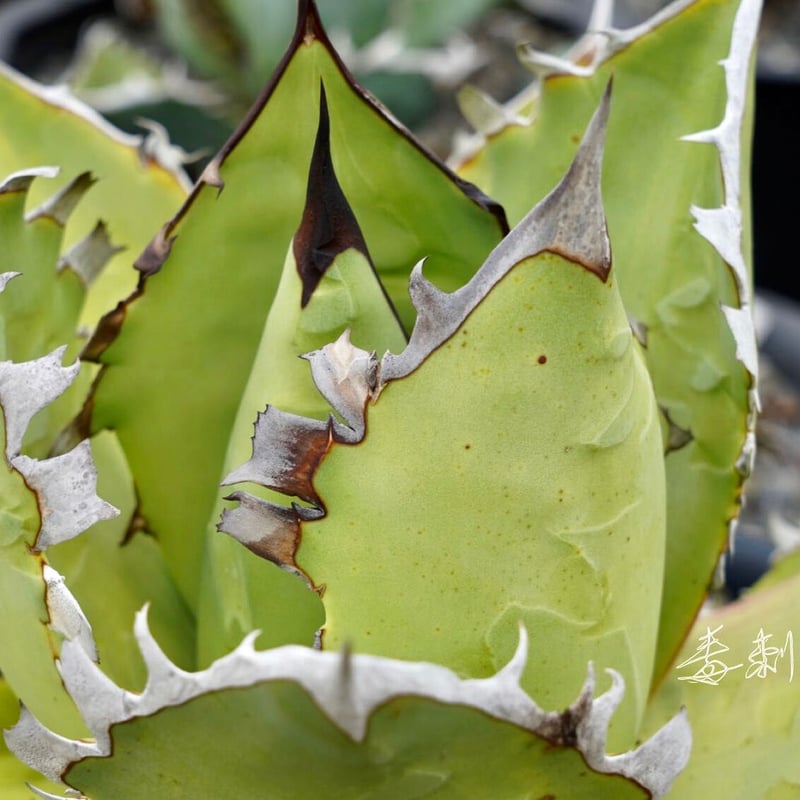 アガベ　チタノタ　黒連棘 アガベ チタノタ CJ plants 黒排棘 連棘 中株