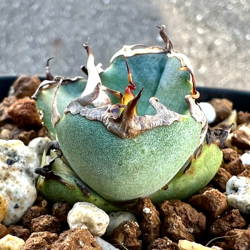 アガベ agave titanota チタノタ『鬼爪 ピカチュウ』 厳選極上棘 アガベ agave titanota チタノタ『鬼爪 ピカチュウ』 厳選極上棘