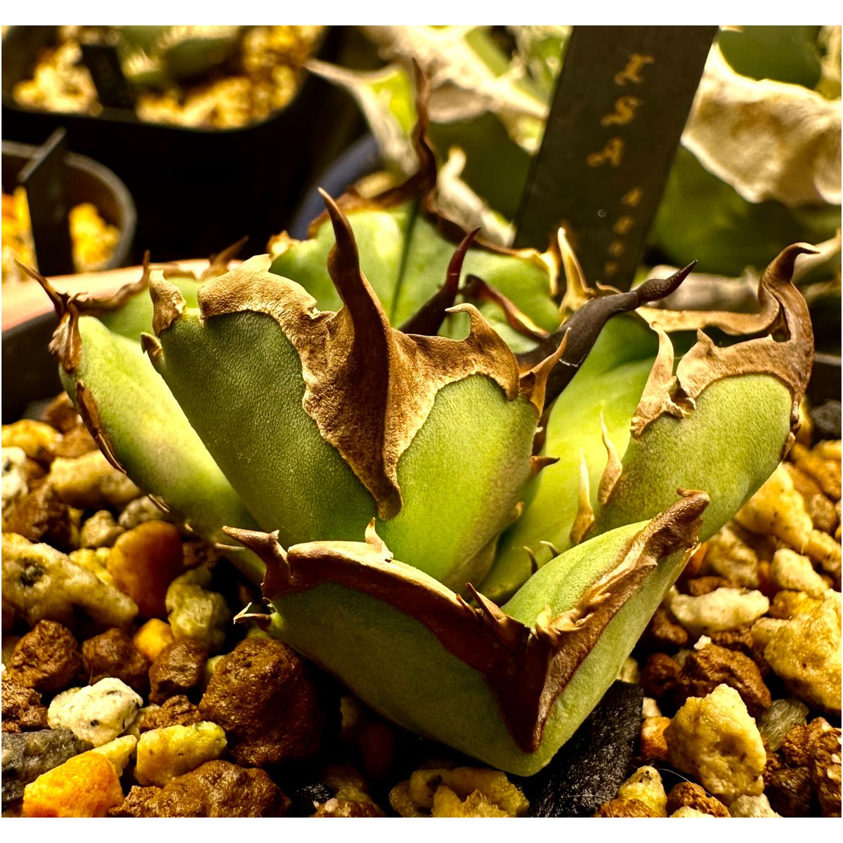 アガベ『キングアーサー』 激レア 最高極厚刺 | Lucky Summer Agave