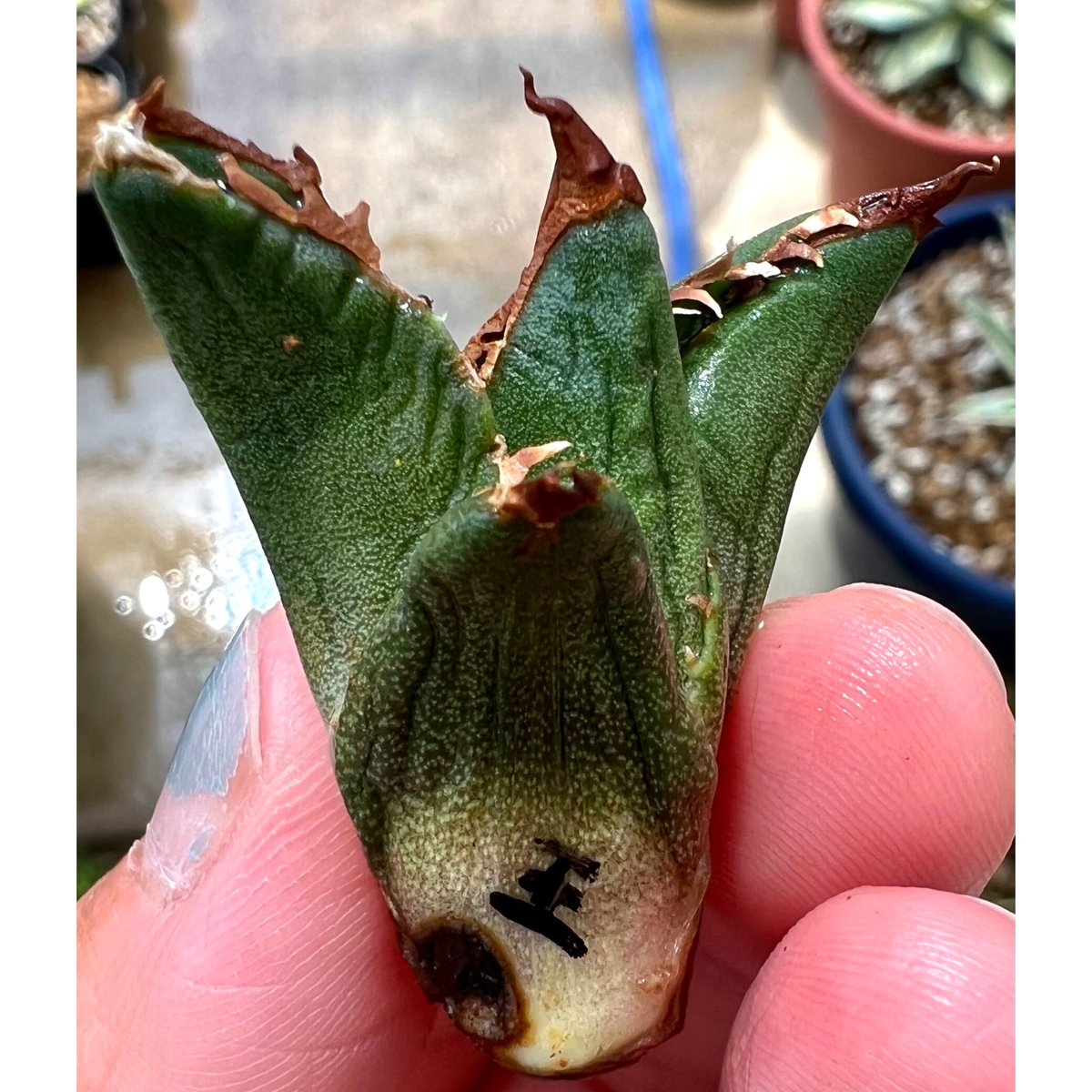 アガベ LOOP産オテロイ実生 青葉 子株 【公式通販】