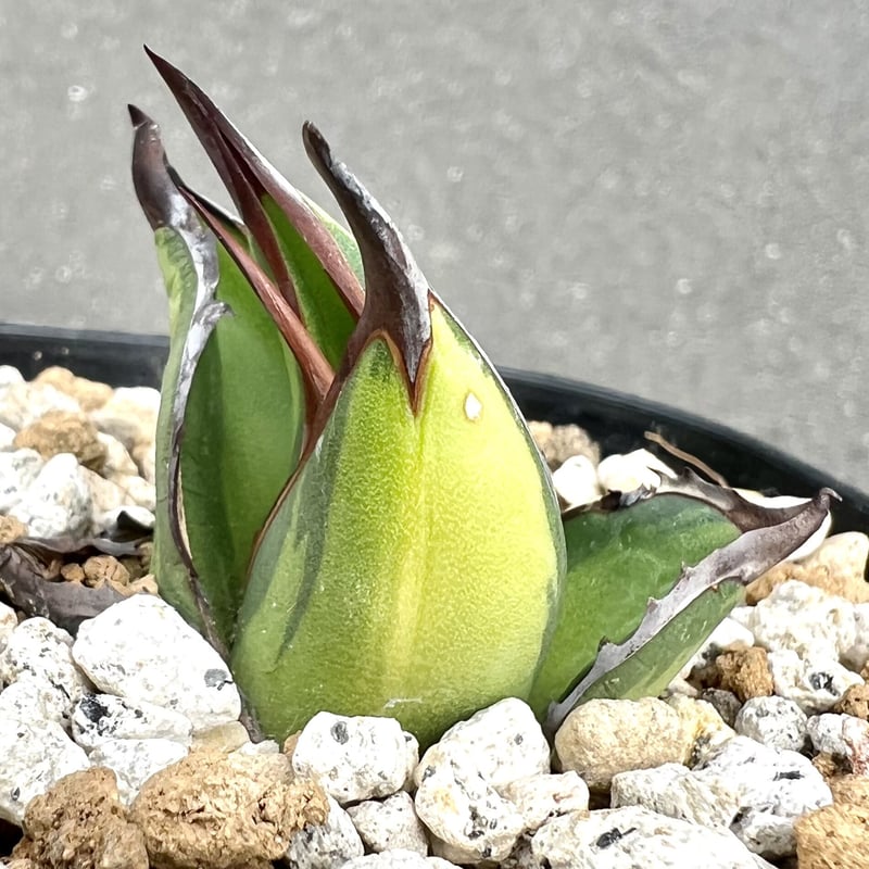 アガベ agave 激レア高級品種『帝釋天黄中斑』 発根済み | Lucky アガベ agave 激レア高級品種『帝釋天黄中斑』 発根済み | Lucky