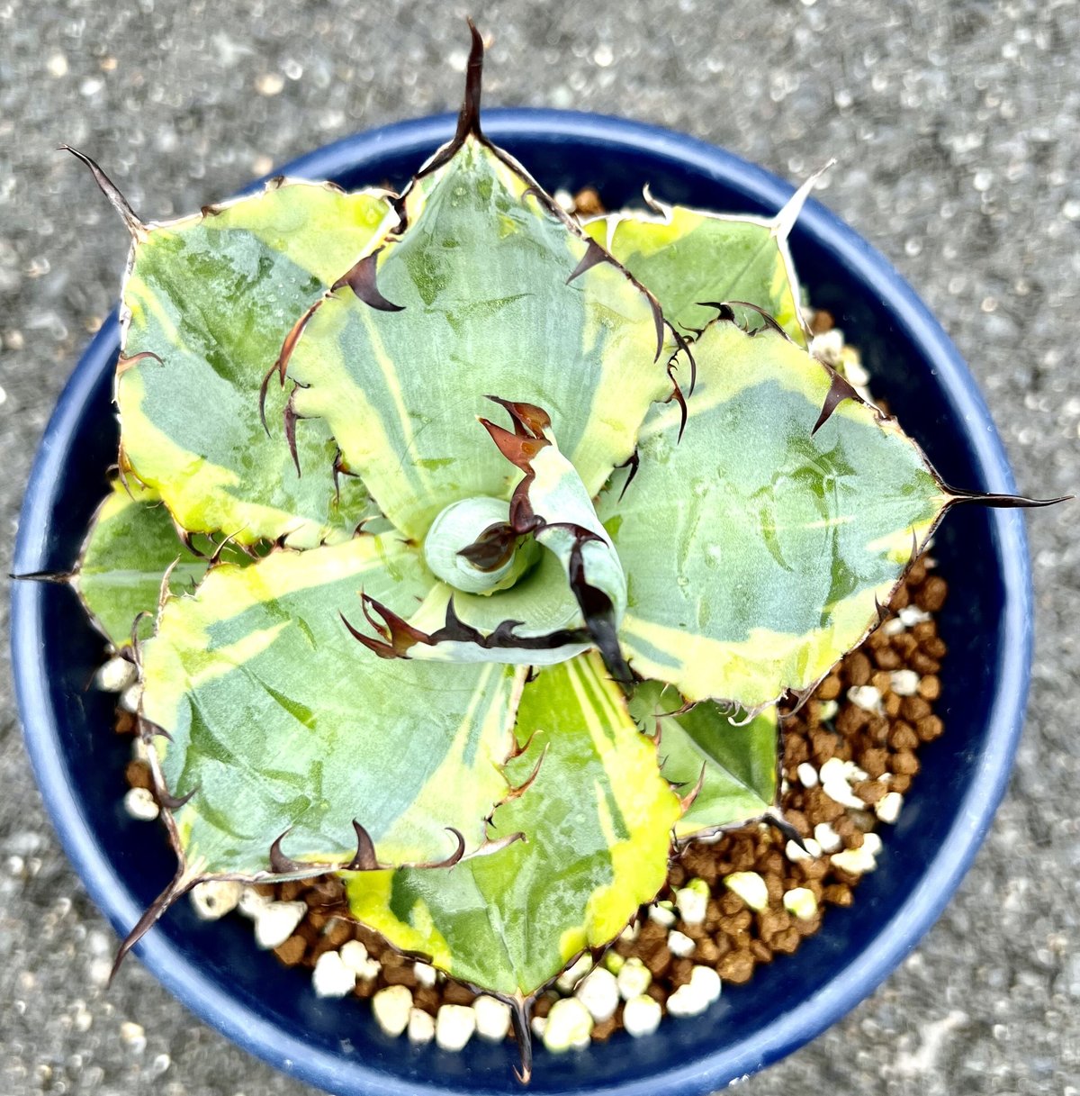 アガベ チタノタBLUEDIAMOND ④ブルーダイヤモンド TC株 “Blue Diamond