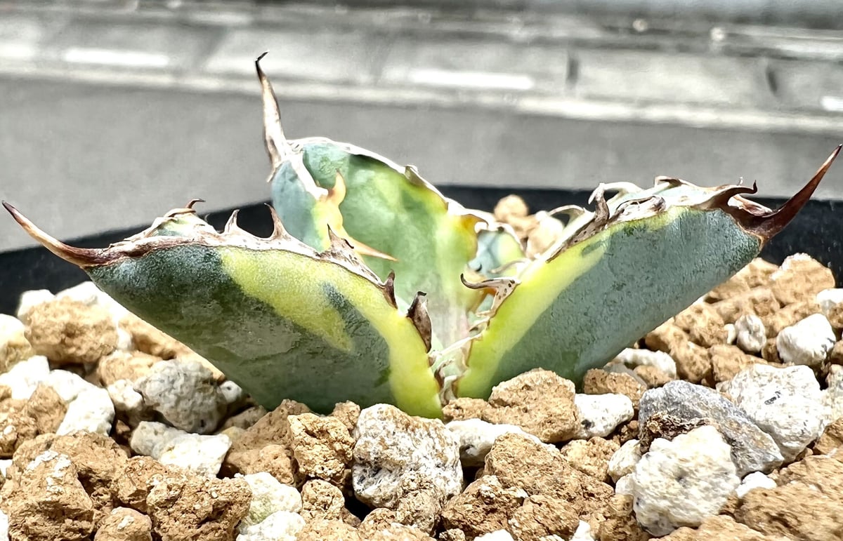 AGAVE TITANOTA ブルーダイヤモンドアガベBerlin産