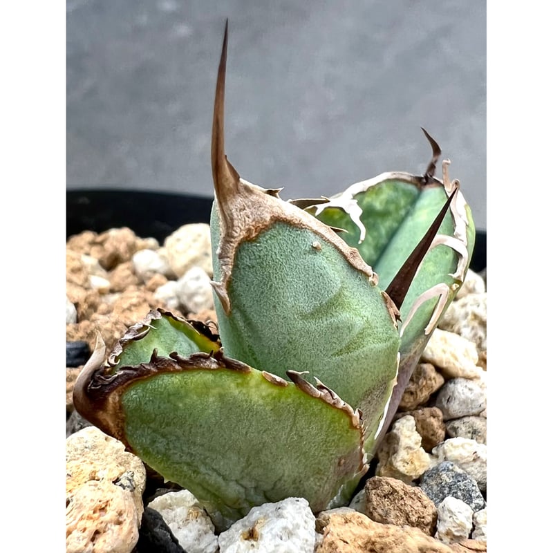 アガベ Mesmerizing Spines-NB ブツブツ(子株2つ付き)毒刺 Yahoo!オークション - Mesmerizing Spines 毒刺WV 子株 MS-WV