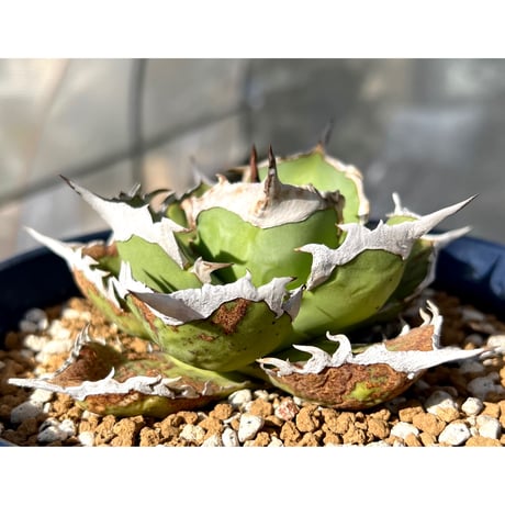 SALE | Lucky Summer Agave SALE | Lucky Summer Agave