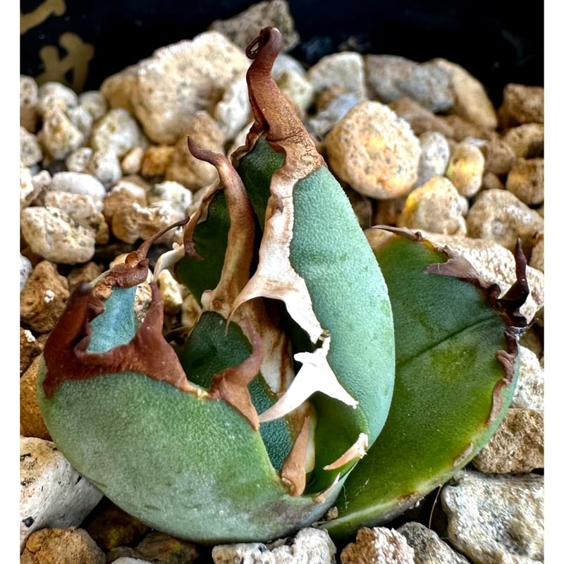 アガベ agave titanota チタノタ『白犀牛』超極上コレクション株 アガベ agave titanota チタノタ『白犀牛』超極上コレクション株