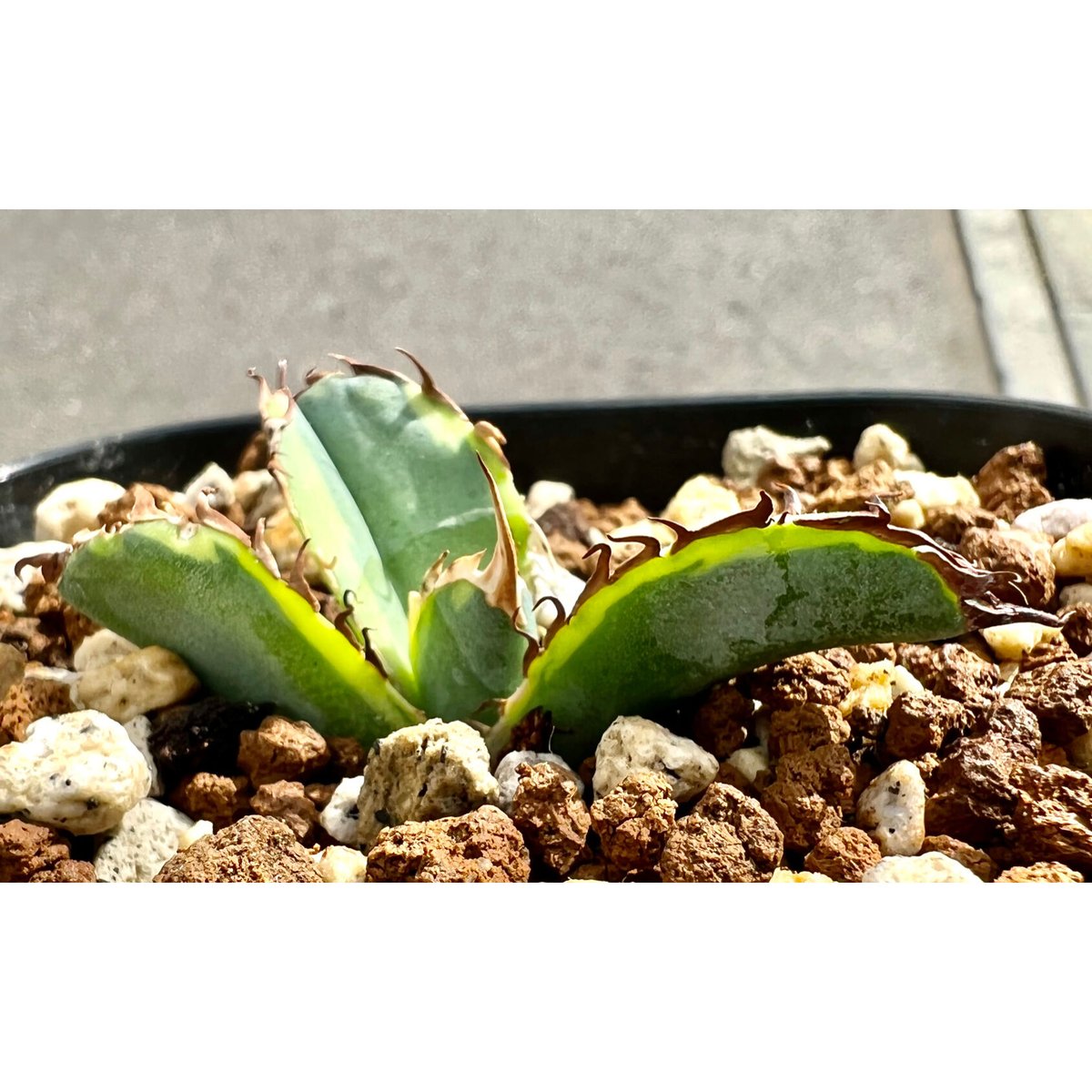 アガベ ブルーダイヤモンド(ハーフムーン)(多肉植物 アガベ アガベ ブルーダイヤモンド(ハーフムーン)(多肉植物 アガベ