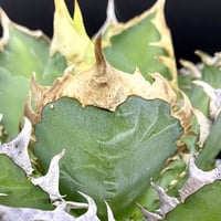 アガベ agave チタノタ 白鯨 厳選大株 | Lucky Summer Agave アガベ agave チタノタ 白鯨 厳選大株 | Lucky Summer Agave