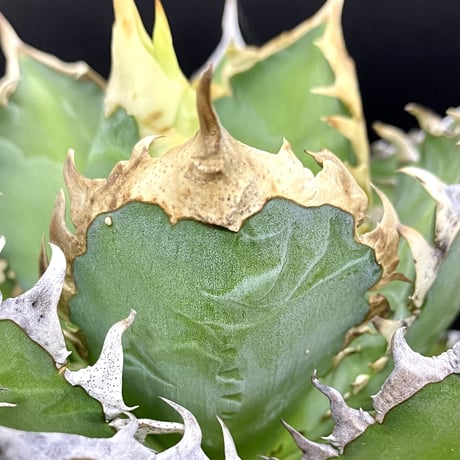 CATEGORY 厳選大株 | Lucky Summer Agave CATEGORY 厳選大株 | Lucky Summer Agave