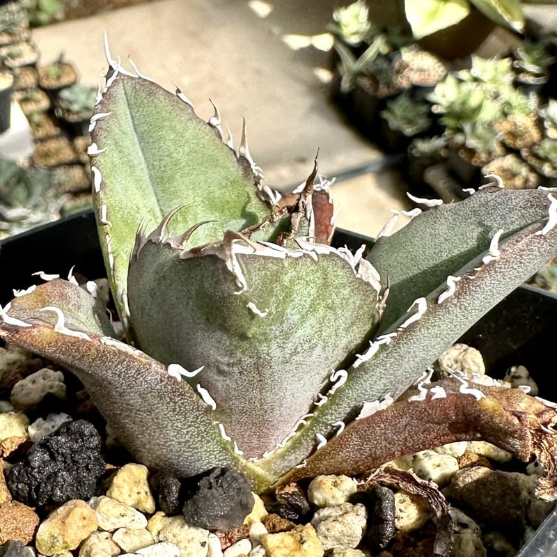 アガベ　白鯨　大株　チタノタ　オテロイ 高騰品種】29 オアハカオテロイ × 白鯨ドワーフ hyb アガベ チタノタ