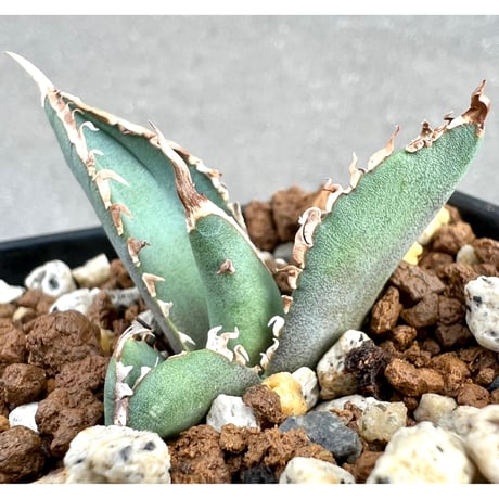 SALE | Lucky Summer Agave SALE | Lucky Summer Agave