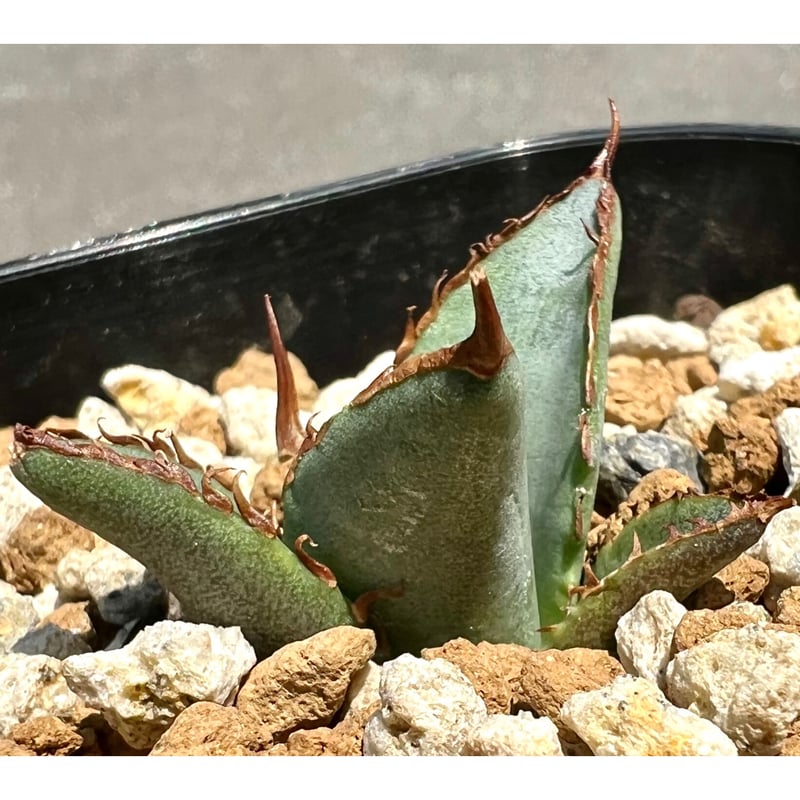 【値下げ！】アガベ 海王　大株 アガベ・チタノタ”海王”大株