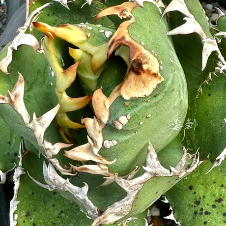 Lucky Summer Agave Lucky Summer Agave