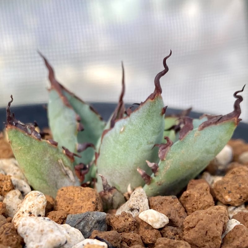 アガベ agave チタノタ titanota 黒鯨 極上陽炎黒棘子株 | Lucky アガベ agave チタノタ titanota 黒鯨 極上陽炎黒棘子株 | Lucky