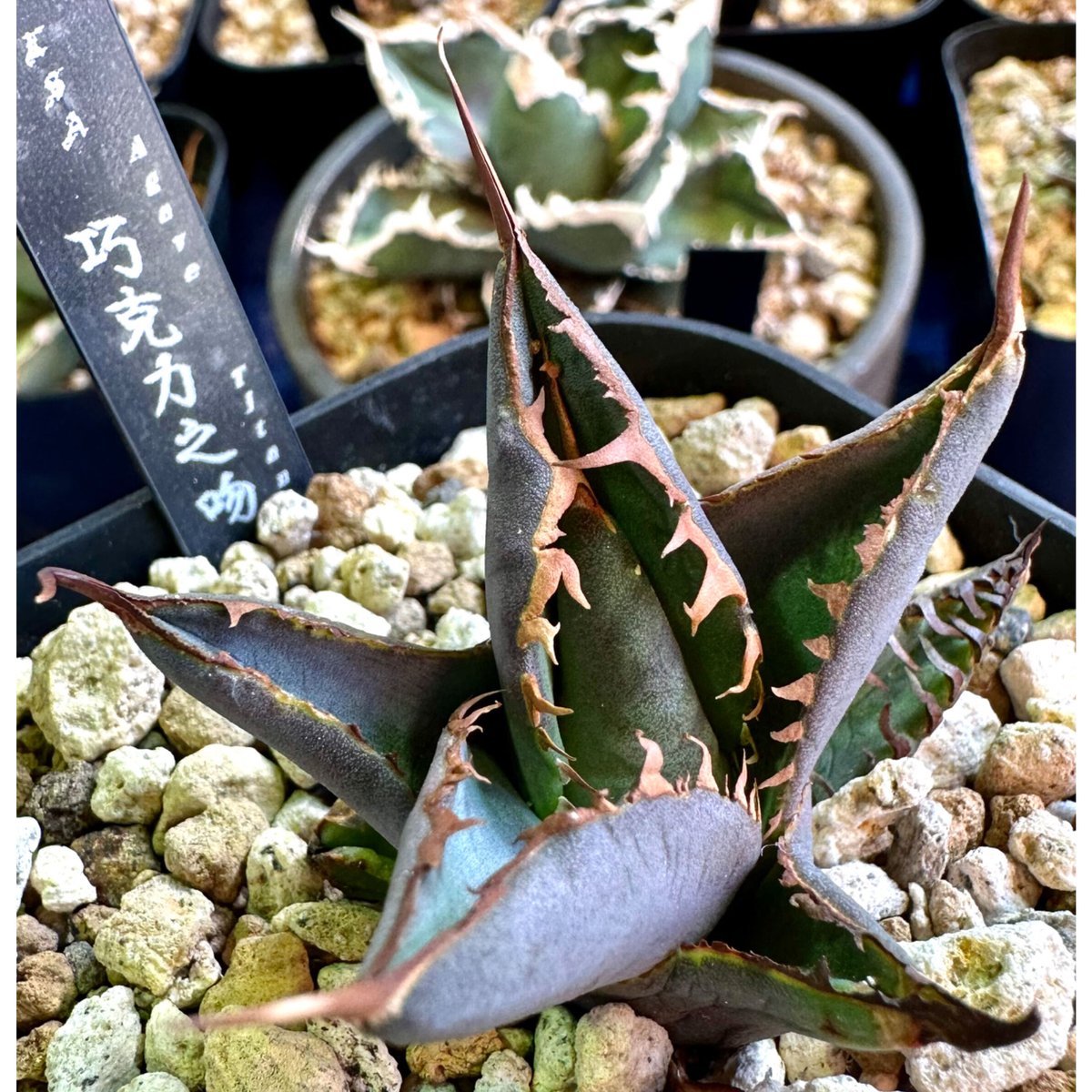 アガベ agave titanota チタノタ『巧克力之吻 チョコレートの アガベ agave titanota チタノタ『巧克力之吻 チョコレートの