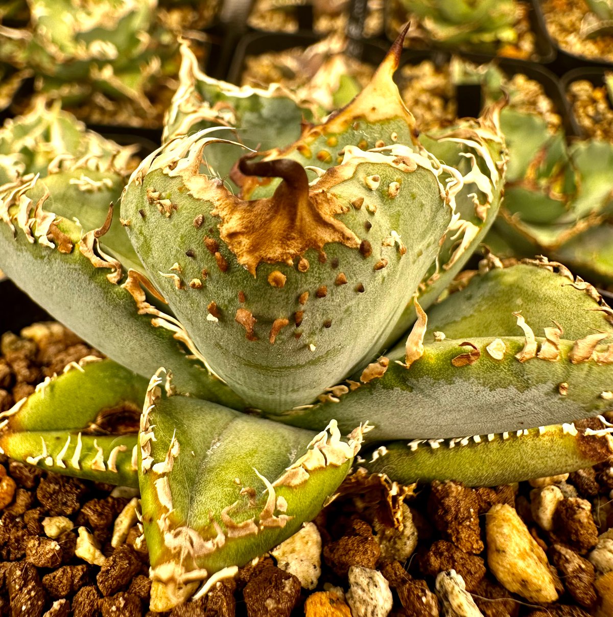 fit=scale-down,w=1200 fit=scale-down,w=1200