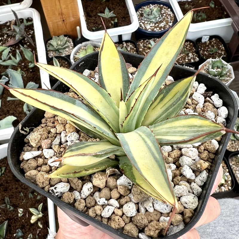 アガベ チタノタ 黄中斑 鉢ごと - 植物/観葉植物