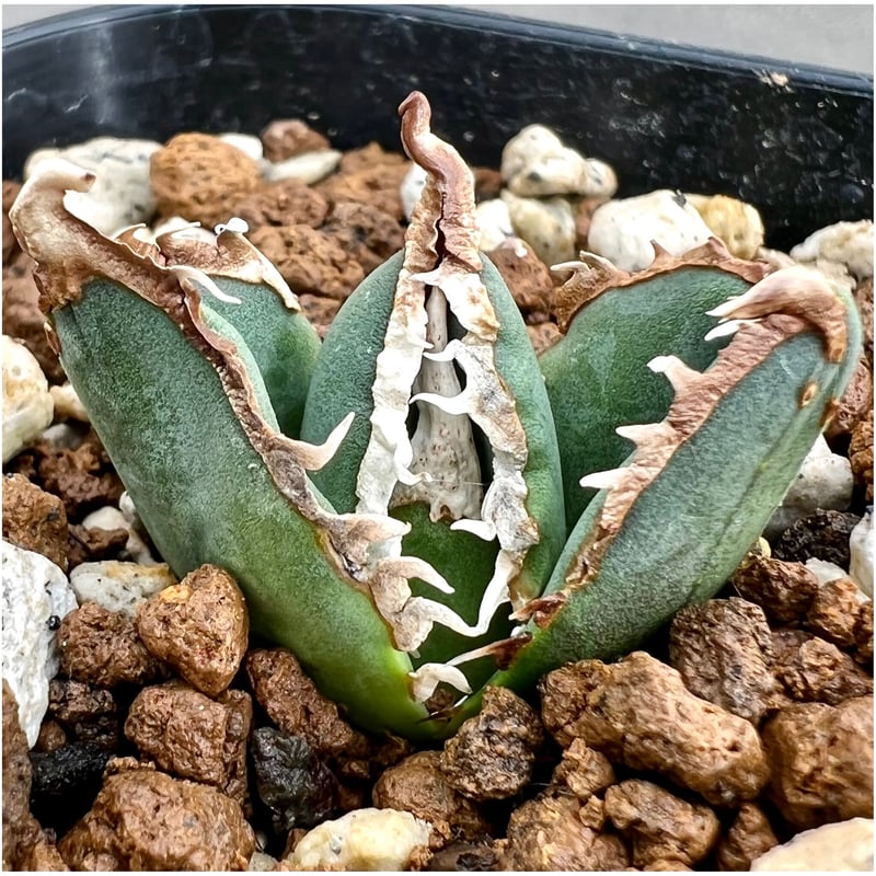 アガベ agave titanota チタノタ『狼人』超極上コレクション株