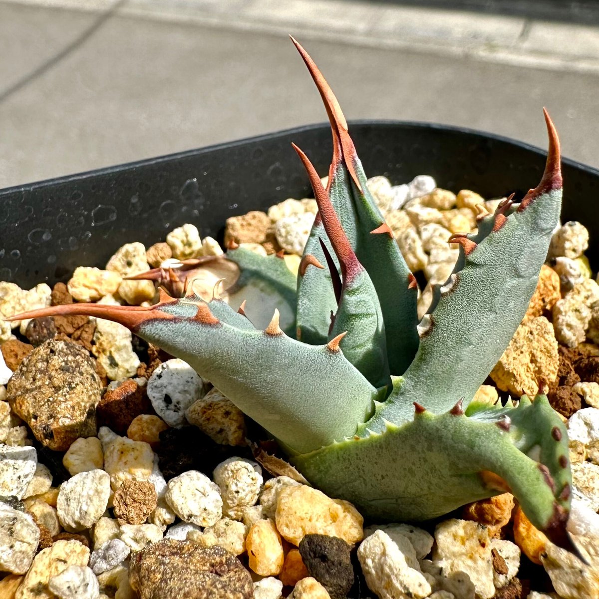 アガベ 甲蟹×屈原 ハイブリッド lize産 子株販売② アガベ