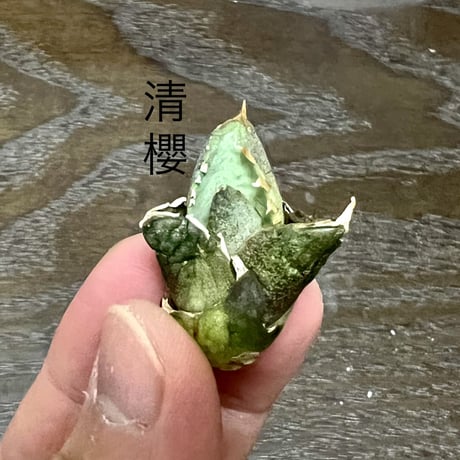 清桜 | STORES 清桜 | STORES