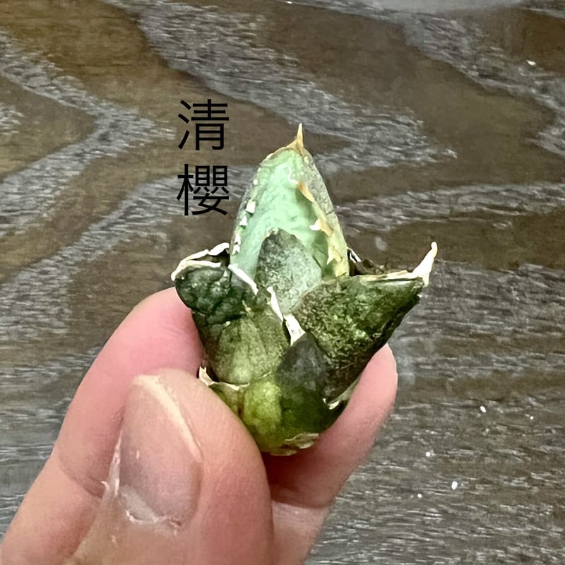 清櫻 清桜 セオ アガベ