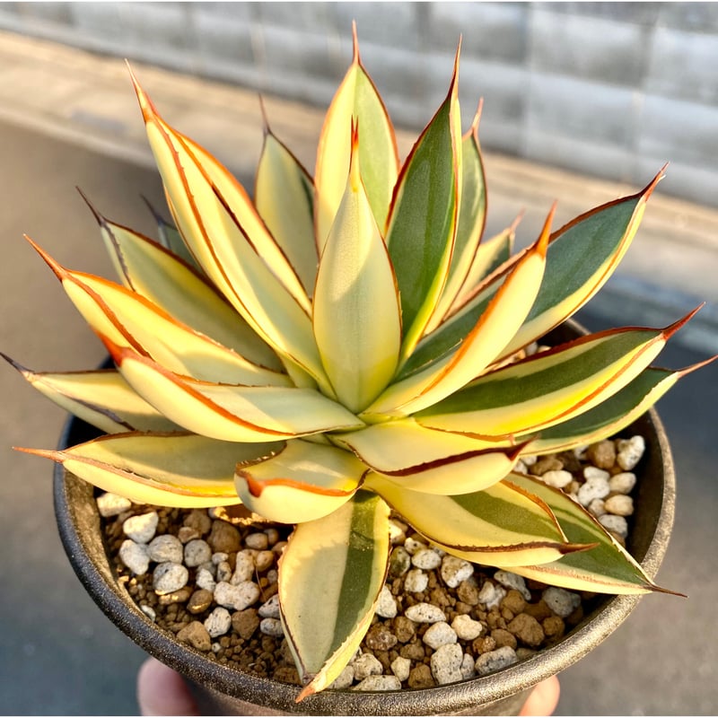 アガベ agave バーントバーガンディ黄覆輪 発根済み子株 | Lucky アガベ agave バーントバーガンディ黄覆輪 発根済み子株 | Lucky