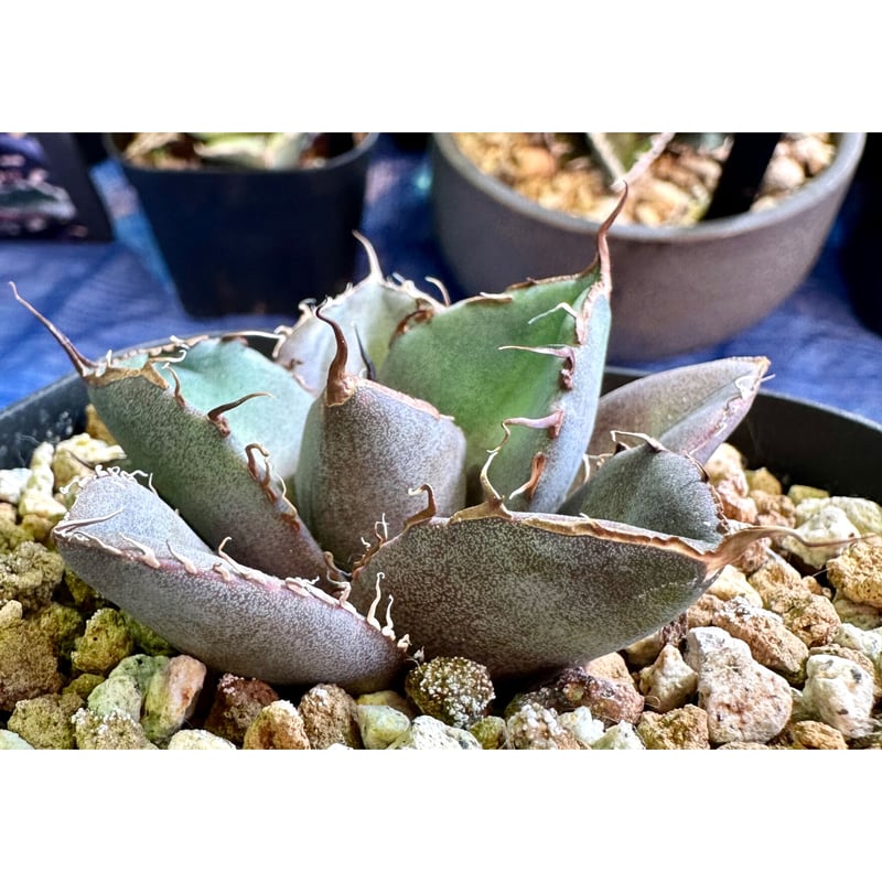 アガベ agave titanota チタノタ『ブラックパンサー 黒豹』 | Lucky Su