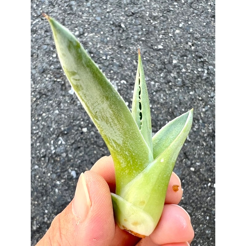 アガベ agave 『殺人鯨 キラー』 | Lucky Summer Agave